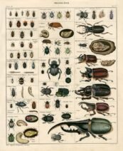 scientific-illustration-naturalist-drawing-0031