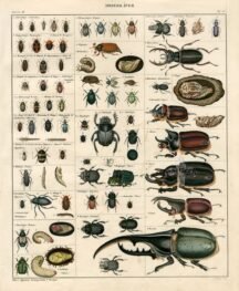 scientific-illustration-naturalist-drawing-0031