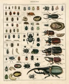 scientific-illustration-naturalist-drawing-0031