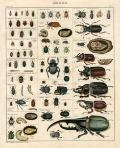 scientific-illustration-naturalist-drawing-0031