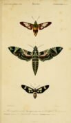 scientific-illustration-naturalist-drawing-0034