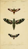 scientific-illustration-naturalist-drawing-0034