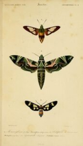 scientific-illustration-naturalist-drawing-0034