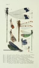 scientific-illustration-naturalist-drawing-0035