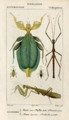 scientific-illustration-naturalist-drawing-0038