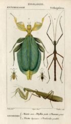 scientific-illustration-naturalist-drawing-0038