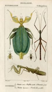 scientific-illustration-naturalist-drawing-0038