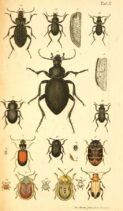 scientific-illustration-naturalist-drawing-0040