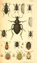 scientific-illustration-naturalist-drawing-0040