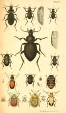 scientific-illustration-naturalist-drawing-0040