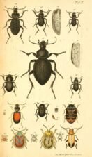 scientific-illustration-naturalist-drawing-0040