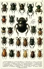 scientific-illustration-naturalist-drawing-0041