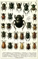 scientific-illustration-naturalist-drawing-0041