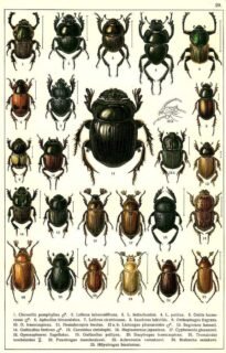 scientific-illustration-naturalist-drawing-0041