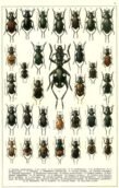 scientific-illustration-naturalist-drawing-0042