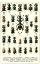 scientific-illustration-naturalist-drawing-0042