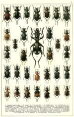 scientific-illustration-naturalist-drawing-0042