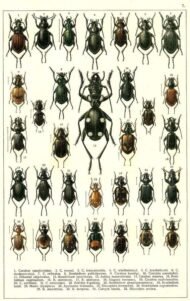 scientific-illustration-naturalist-drawing-0042