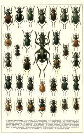 scientific-illustration-naturalist-drawing-0042