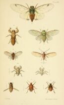 scientific-illustration-naturalist-drawing-0043
