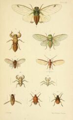 scientific-illustration-naturalist-drawing-0043
