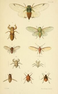 scientific-illustration-naturalist-drawing-0043