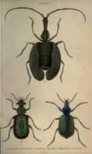 scientific-illustration-naturalist-drawing-0044