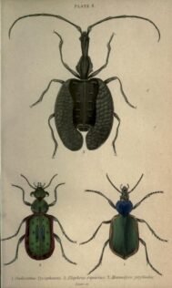scientific-illustration-naturalist-drawing-0044