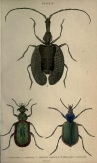 scientific-illustration-naturalist-drawing-0044