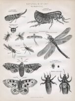 scientific-illustration-naturalist-drawing-0045