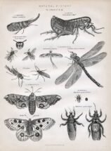 scientific-illustration-naturalist-drawing-0045