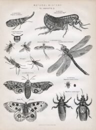 scientific-illustration-naturalist-drawing-0045