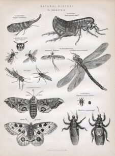 scientific-illustration-naturalist-drawing-0045