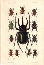 scientific-illustration-naturalist-drawing-0046