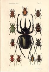 scientific-illustration-naturalist-drawing-0046