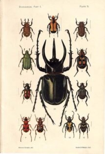 scientific-illustration-naturalist-drawing-0046