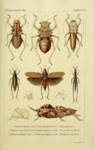 scientific-illustration-naturalist-drawing-0047
