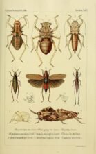 scientific-illustration-naturalist-drawing-0047