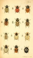 scientific-illustration-naturalist-drawing-0048