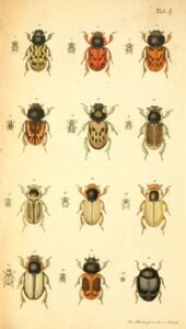 scientific-illustration-naturalist-drawing-0048