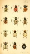 scientific-illustration-naturalist-drawing-0048