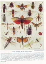 scientific-illustration-naturalist-drawing-0049