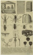 scientific-illustration-naturalist-drawing-0050