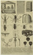 scientific-illustration-naturalist-drawing-0050