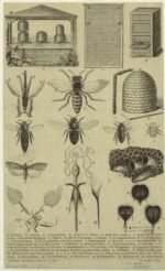 scientific-illustration-naturalist-drawing-0050