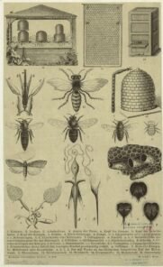 scientific-illustration-naturalist-drawing-0050