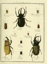 scientific-illustration-naturalist-drawing-0051