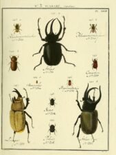 scientific-illustration-naturalist-drawing-0051