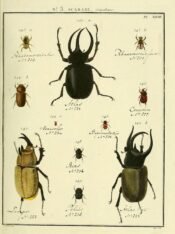 scientific-illustration-naturalist-drawing-0051