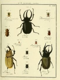 scientific-illustration-naturalist-drawing-0051